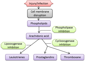 Arachidonic acid inflammatory cascade