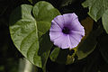 Ipomoea bahiensis Willd. ex Roem. & Schult. (Brasil)