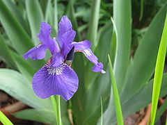 Iris sanguinea