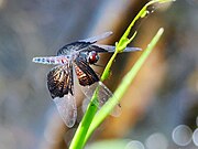 Female Cattana wetlands, Cairns