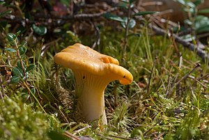 꾀꼬리버섯(Cantharellus cibarius)