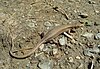 A lizard, Darevskia praticola