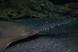 Largetooth Sawfish