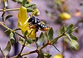 Flor de Larrea divaricata siendo visitada por Megachile sp.