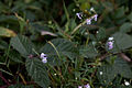 Linaire à fleurs striées.