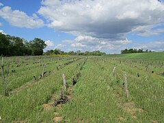 Vignoble de la vallée de la Loire, dans le centre.