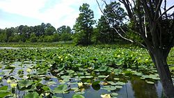 American Lotus in Sigma area of Virginia Beach