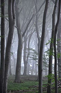 3. Platz: – Landschaft Buchenwald im Nationalpark Jasmund nach einem Regenschauer Foto: Mensch01