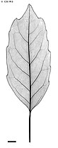 X-ray of leaf