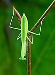 Miomantis paykullii