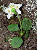 One-flowered wintergreen