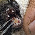 Myotis nigricans teeth - Featured on Myotis nigricans