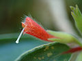 Nematanthus fissus