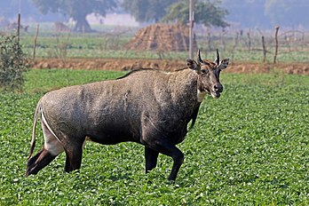 Macho de nilgó (Boselaphus tragocamelus), em um campo de batatas em Jamtra, Madia Pradexe, Índia (definição 4 562 × 3 041)