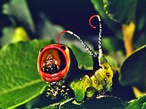 Caterpillar in defensive pose