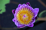 Topview of Nymphaea capensis