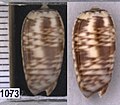 Oliva (Proxoliva) athenia Duclos, 1840, vista dorsale - Probolinggo, East Java, Indonesia