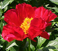 Paeonia lactiflora 'Blaze'