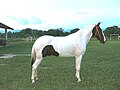 Male_Stallion, 2 years