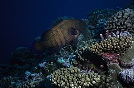 Plongée sous-marine aux Comores : mérou céleste (Cephalopholis argus).