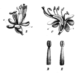 Peltogyne paniculata