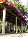 Pérgola cuberta cunha buganvílea.