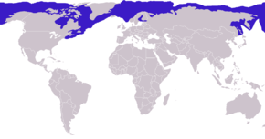 Description de l'image Phoca hispida distribution.png.