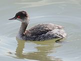 Black-necked grebe