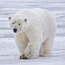 A Polar Bear in Alaska. Its color is a form of camouflage