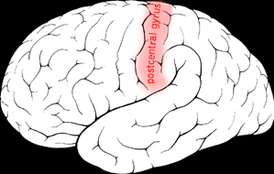 Постцентральная извилина головного мозга