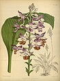 Botanical illustration of Calanthe masuca, from The Orchid Album vol. 8