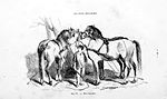 « Race chevaline de Lorraine » dans La connaissance générale du cheval, 1861.