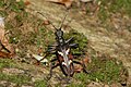 Rhagium bifasciatum (Fabricius, 1775) ♂