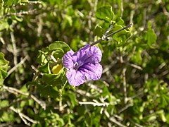 Detail of a flower in habitat