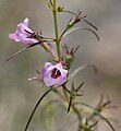 Sopubia delphinifolia