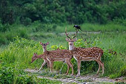 Spotted Deer at Nauradehi