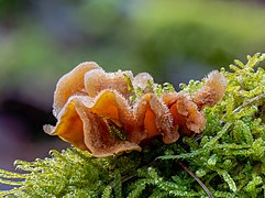 Autre stérée hirsute à Bruderwald à Bamberg, Allemagne.