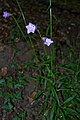 Шумски звончић (Campanula persicifolia)