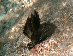 Une colonie de cyanobactéries Symploca hydnoides? (Phormidiaceae)