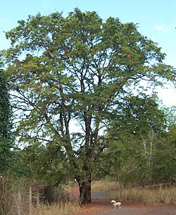 Tamarindträdet