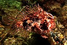 Well-camouflaged tasselled anglerfish