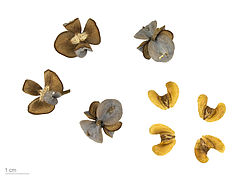 Cones maduros e sementes de Tetraclinis articulata - MHNT