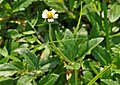 Tridax procumbens (Sottotribù Dyscritothamninae)