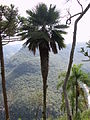 Trithrinax acanthocoma no Parque da Ferradura, Gramado, RS[4]