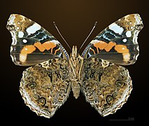 Adult butterfly (ventral)