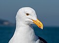 Image 36Western gull sitting on a boat in San Francisco Bay