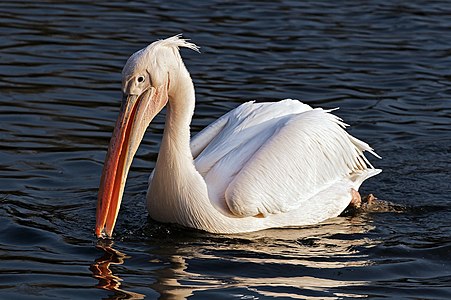 Great white pelican, by Dakoman