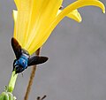 Miniatura da versão das 00h21min de 20 de junho de 2017