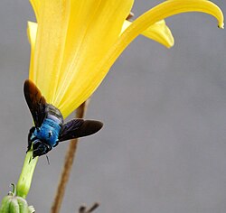 Xylocopa caerulea från Malaysia som stjäl nektar.