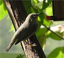 Окулярник південний (Zosterops palpebrosus)